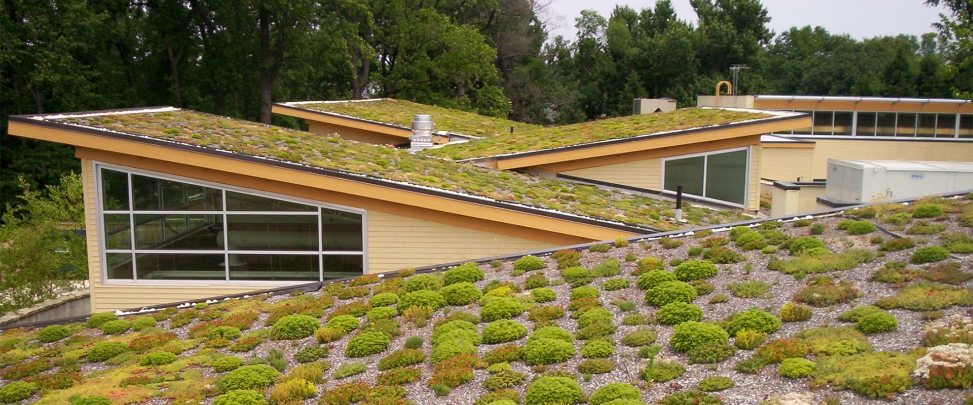 A Comprehensive Look at Vegetative Roofs for Home and Business